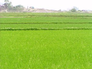 ���l�̃C�l�͉��F��