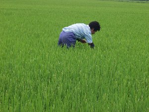 �ԕ��̏o���́H