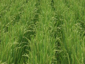 �X���̈����ނق܂�i����f�f�ށj