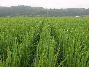 ��Q�͌y���i�k�̖��l�ޏ�j