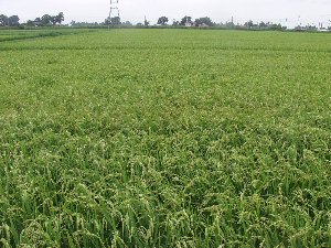 �����ȌX���i�����c���j