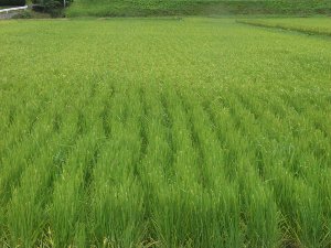 �����̐���x��i����s�j