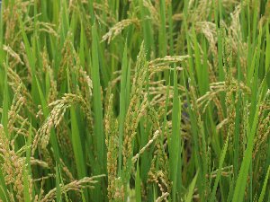 ��������u�ނق܂�v�i�~��ޏ�j