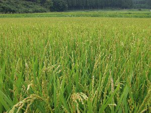 ���W���n�т́u���������܂��v