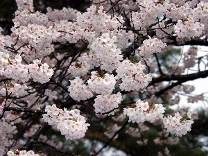 �J�ɔG��閞�J�̍�