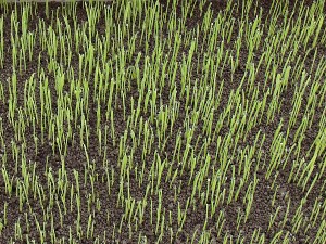 �o�肵���u���������܂��v