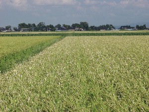 �䕗�ɂ��t�悪�͂ꂽ���c