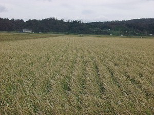 �䕗�ɂ��t�悪�͂ꂽ���c