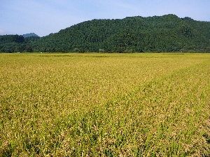 �������ꂻ��