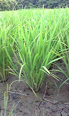 �����̓c��ڂł�