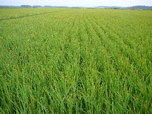 �X���Ȃ��Ȃ�