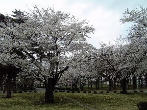 �g�����ł�