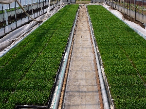 ���܂����܂�