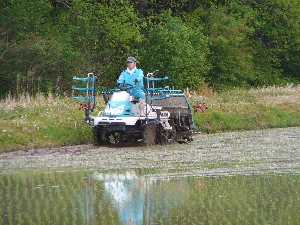 �j�̓c�A�@���̂P