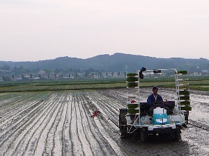 �j�̓c�A�@���̂Q