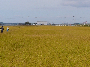 �����F�̈�