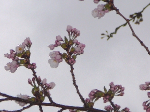 �悤�₭�J�Ԃł�