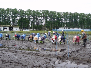 ���������ł�