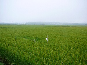 ���낻��X���n��