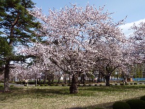 ���������ł��B