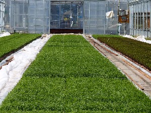 �傫���Ȃ�܂����B