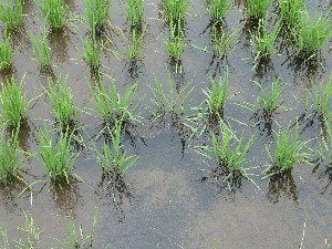 ���ɂ��̑唭��