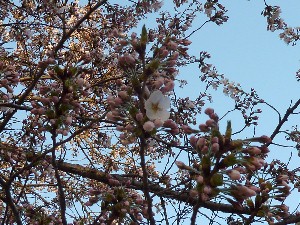 �g�����Ȃ��Ă��܂���