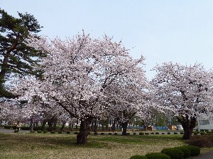 �����Ƃ����Ԃɖ��J�ł�