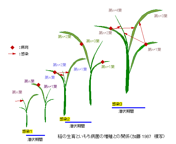 �C�l�̐���Ƃ������a�ۂ̑��B�Ƃ̊֌W