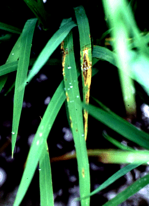 �������a���i�~�܂�^�j