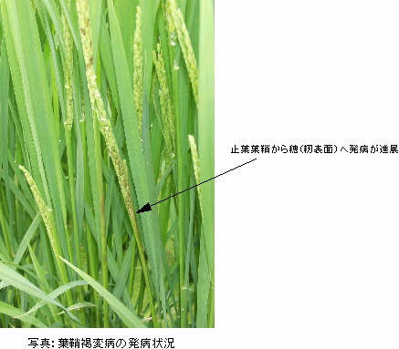 �t�⊌�ϕa�̔��a��