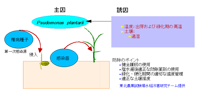 �c���͍׋ەa