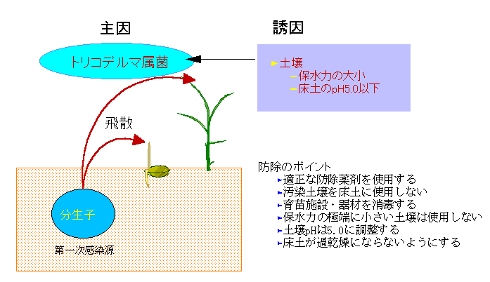 �g���R�f���}����