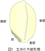 ���Ă̊O���`��