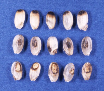 ���_�Ă̗�